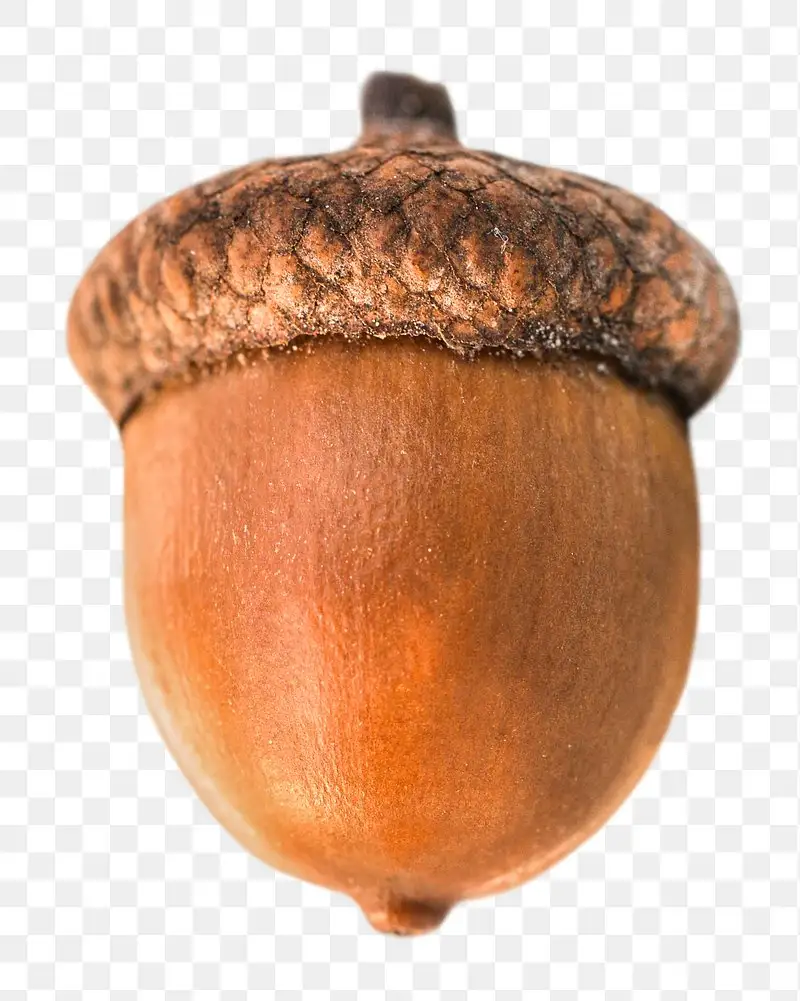 A close-up image of a single, realistic acorn with a textured brown cap and smooth, shiny body, set against a transparent…