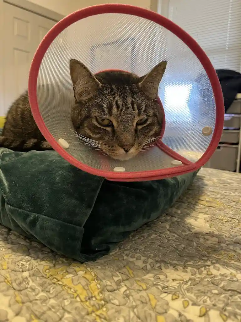 A tabby cat with a red-framed, clear plastic cone of shame around its neck is lying on a green cushion on a patterned…