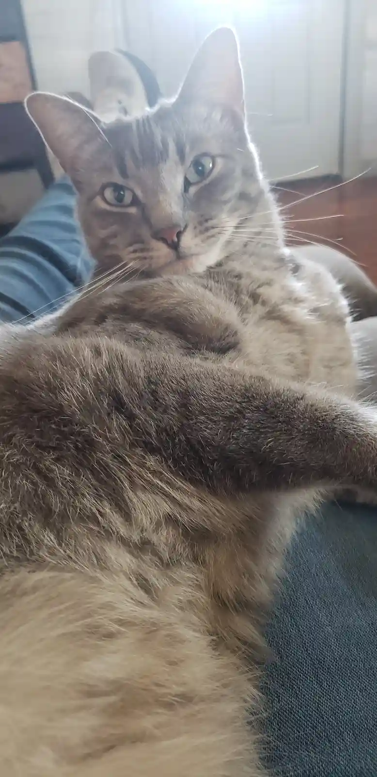 A gray tabby cat with green eyes is lounging on a person's lap, looking directly at the camera with a relaxed but slightly…