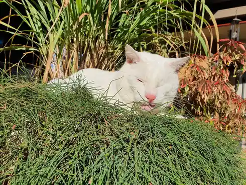 A white cat is lying in a green bush with its eyes closed and mouth slightly open, appearing very relaxed. The cat is…