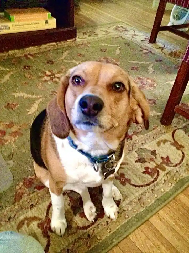 A beagle dog with brown, black, and white fur sits on a patterned green rug indoors, looking up with wide, pleading eyes…