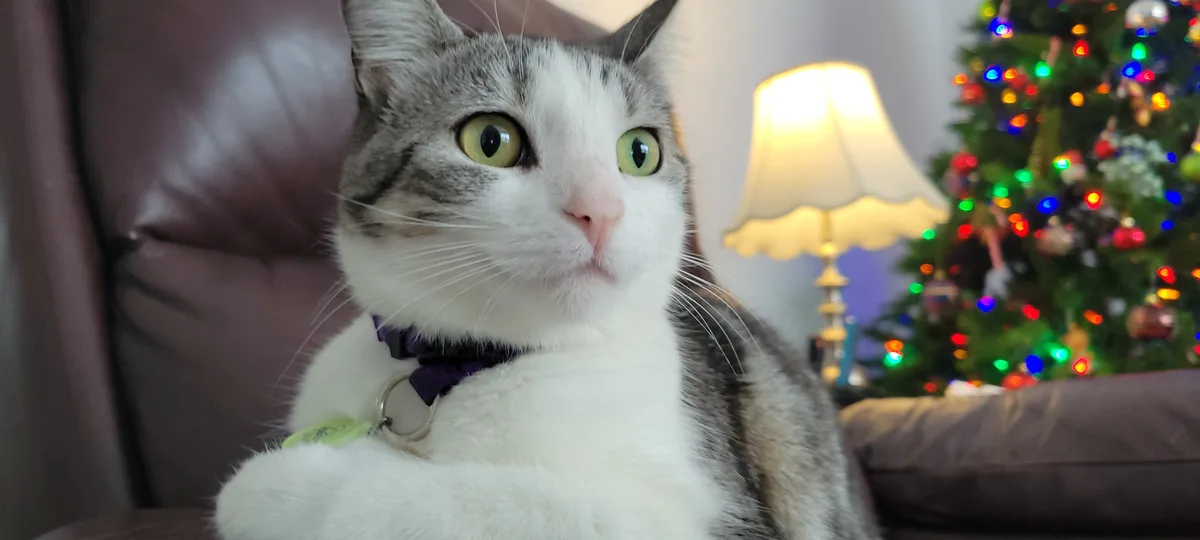 A close-up of a gray and white cat with large green eyes, wearing a purple bowtie collar, sitting on a brown leather couch…