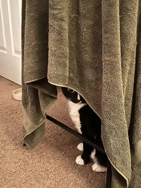 A black and white cat peeks out from under a hanging olive-green towel, its wide eyes and white paws visible as it crouches…