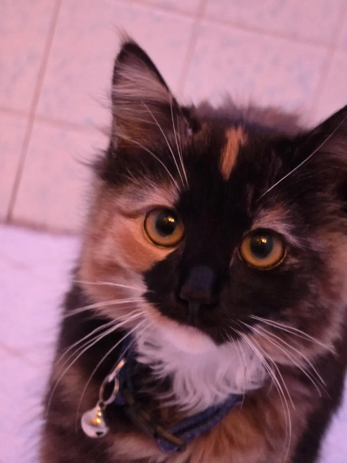A close-up photo of a calico cat with wide, startled-looking yellow eyes staring directly at the camera, wearing a blue…