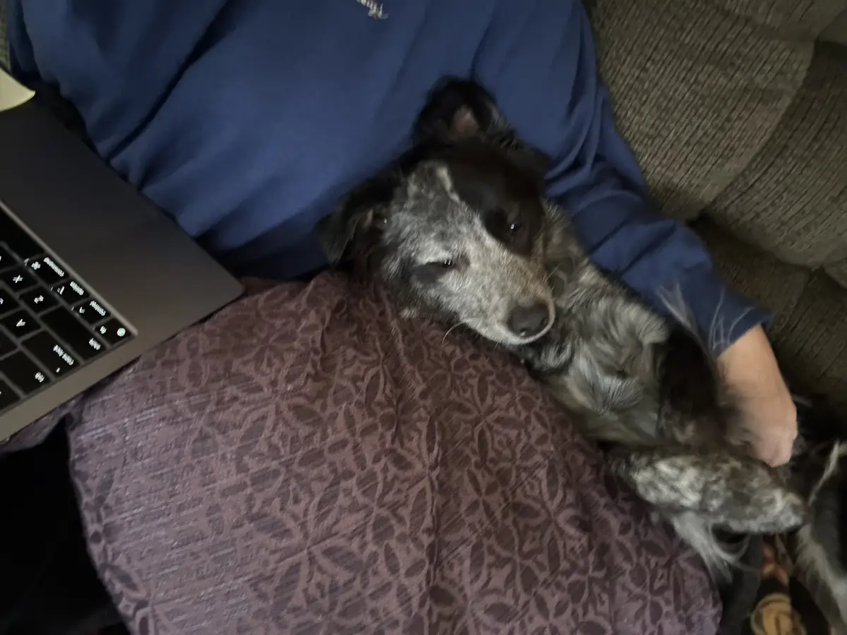 A dog with mottled gray and black fur is curled up asleep on a person's lap, who is wearing a blue shirt and sitting on a…