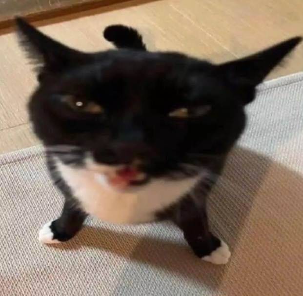 A black and white cat with a disgruntled expression, its eyes half-lidded and mouth slightly open, standing on a textured…