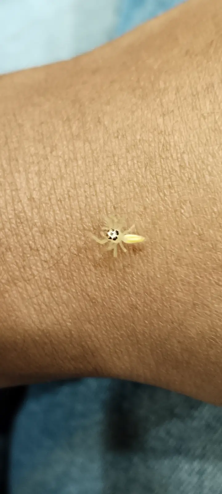 Meet the jumping spider that decided to chill on my hand