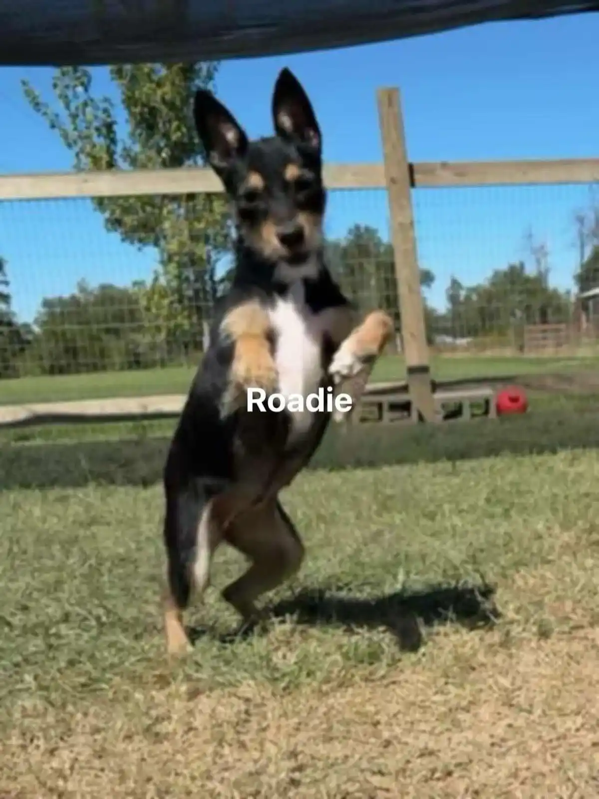 A small black, tan, and white puppy stands upright on its hind legs in a grassy yard, front paws raised as if posing or…
