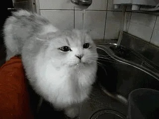A fluffy white and gray cat stands in a kitchen sink, intently watching a stream of water drip from a faucet above it. The…