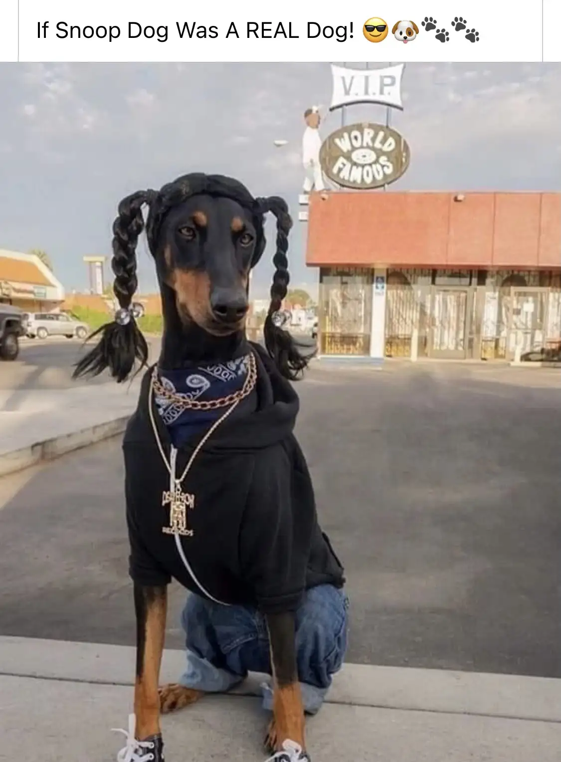 The Ultimate Doggo Vibes