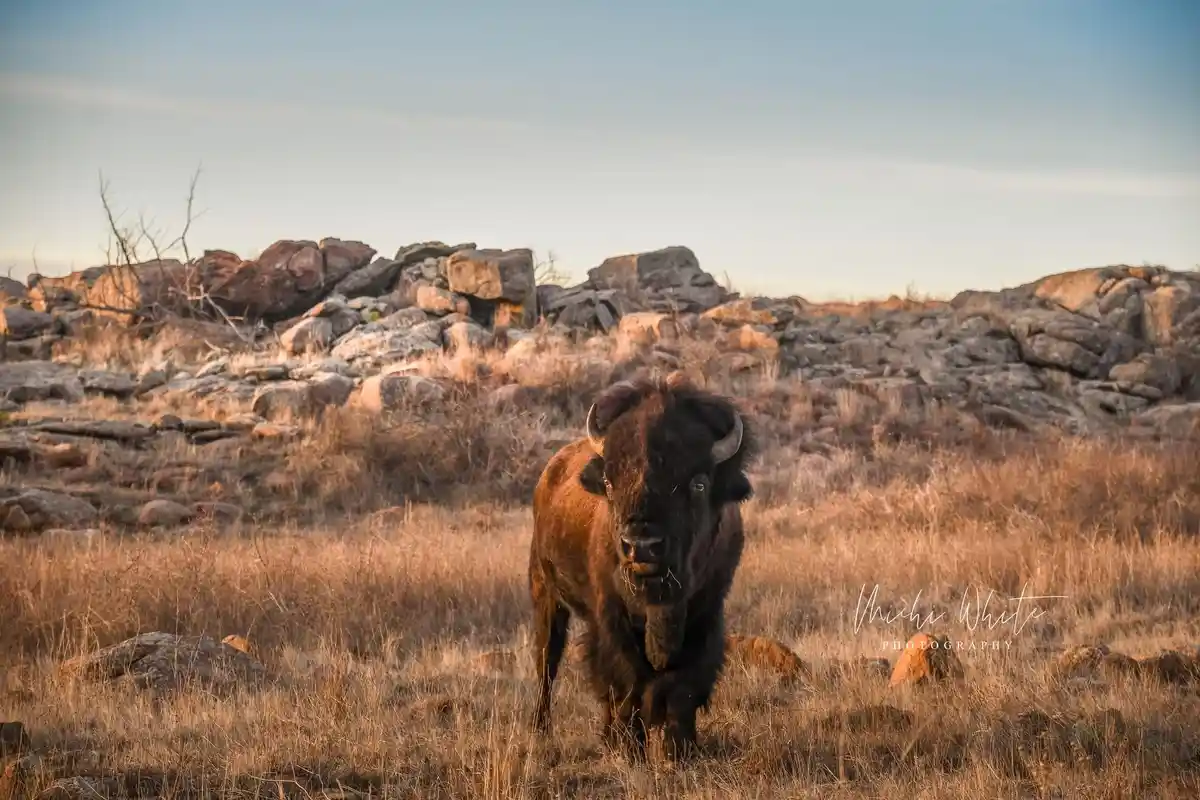 A large, dark brown bison stands in a field of dry, golden-brown grass, facing the camera directly with a calm, intense…