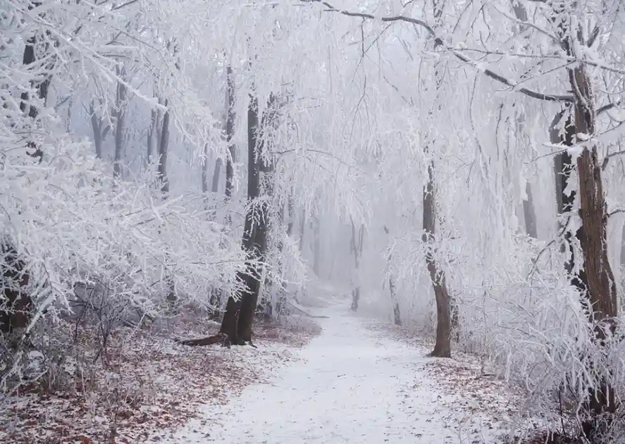 Embracing the Chill of Winter