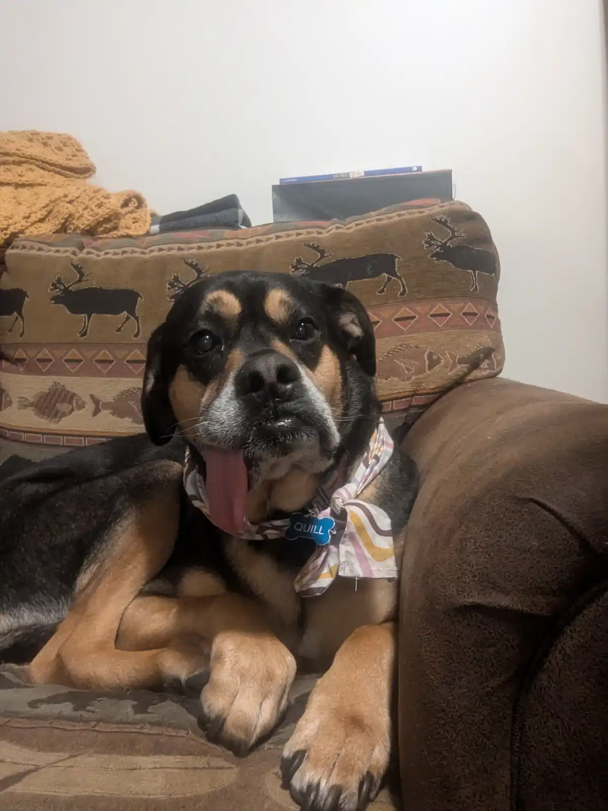 A black and tan dog named Quill, wearing a patterned bandana and a blue bone-shaped tag, lounges on a brown couch with a…