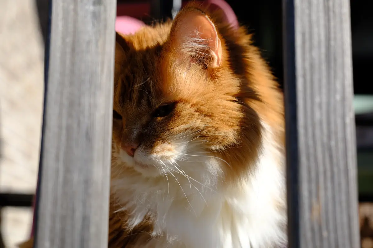 A fluffy orange and white cat with a serene, slightly sleepy expression peers through two vertical wooden slats, bathed in…