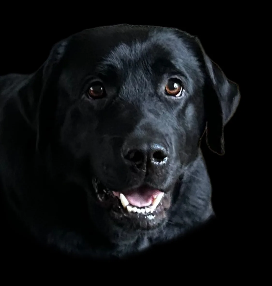 A close-up photo of a black Labrador Retriever with a happy, toothy grin against a solid black background. The dog's eyes…