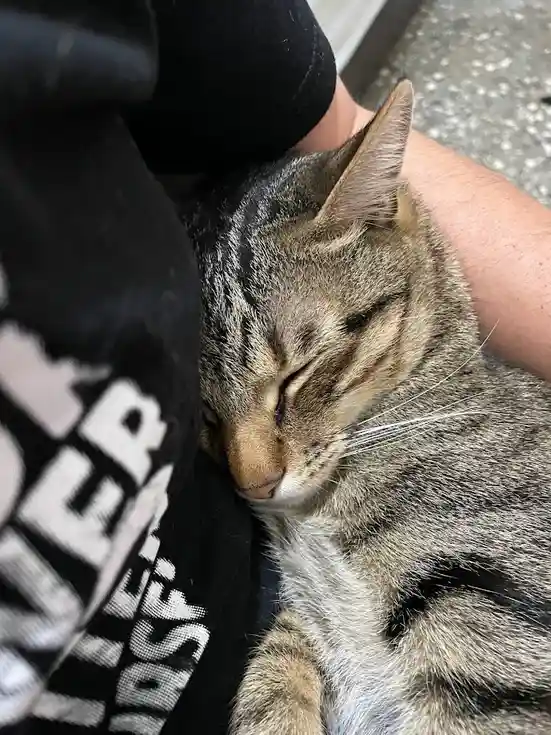 A tabby cat with closed eyes is curled up and sleeping peacefully against a person's arm, which is wrapped in a black…