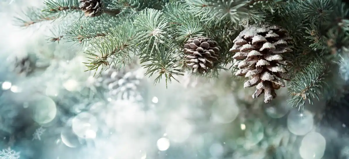 Join the Adventure: Team Pinecone Awaits!