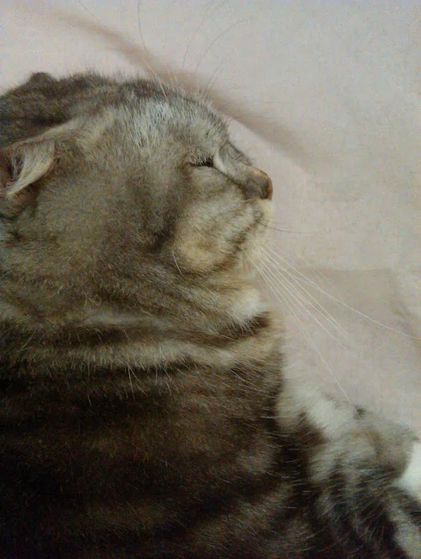 a close-up of a gray tabby cat with its eyes closed, appearing very relaxed or asleep, lying on a light-colored surface. The…