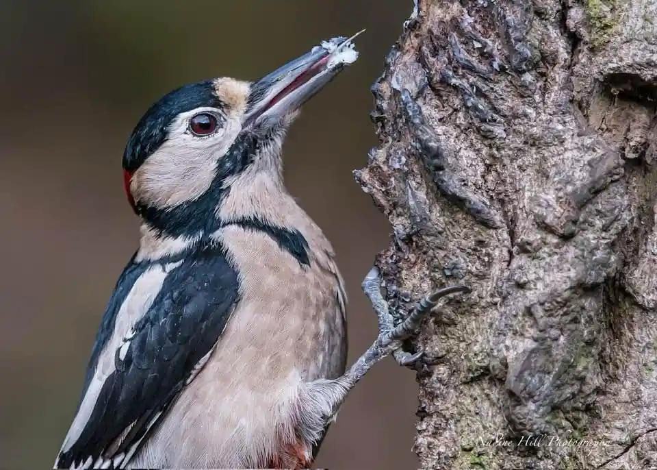 The Woodpecker Chronicles