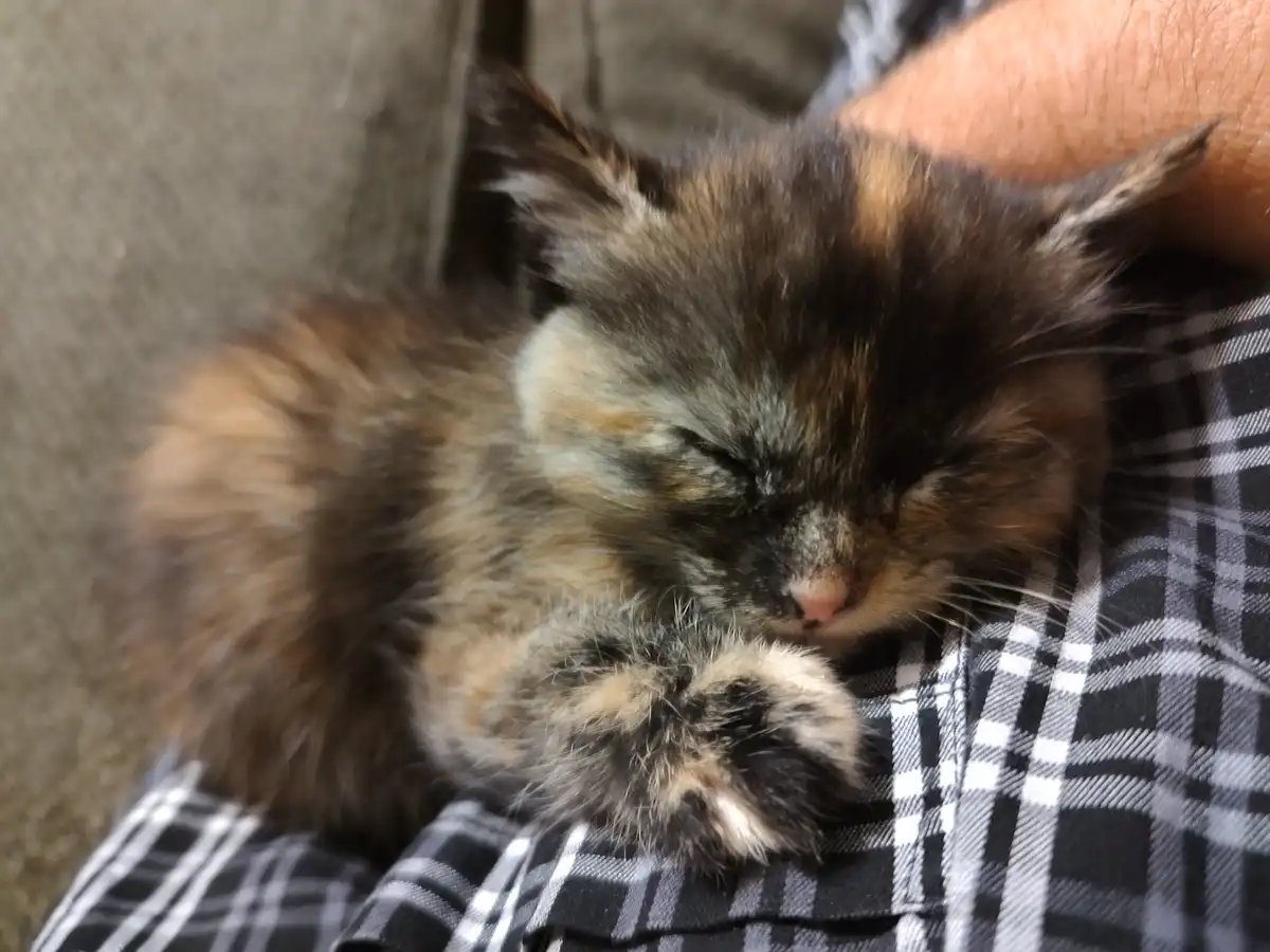 A fluffy tortoiseshell kitten with closed eyes is sleeping peacefully while being held in someone's arms, resting on a black…