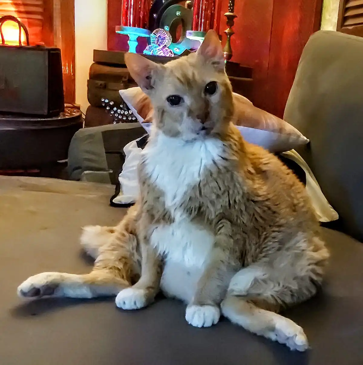 We really need to discuss the treat situation.