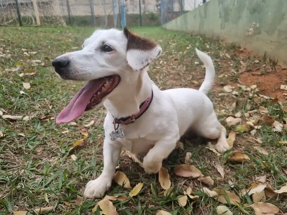 A white dog with a brown patch on its ear sits on grass scattered with dry leaves, panting with its tongue out and one paw…