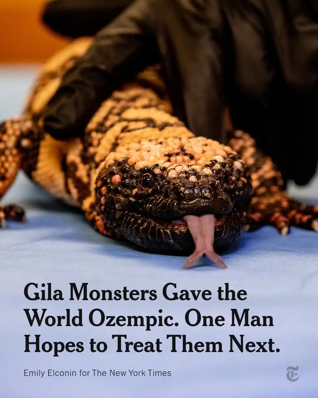 A close-up photo shows a Gila monster, a large lizard with black and orange/yellow banded scales, lying on a blue surface. A…
