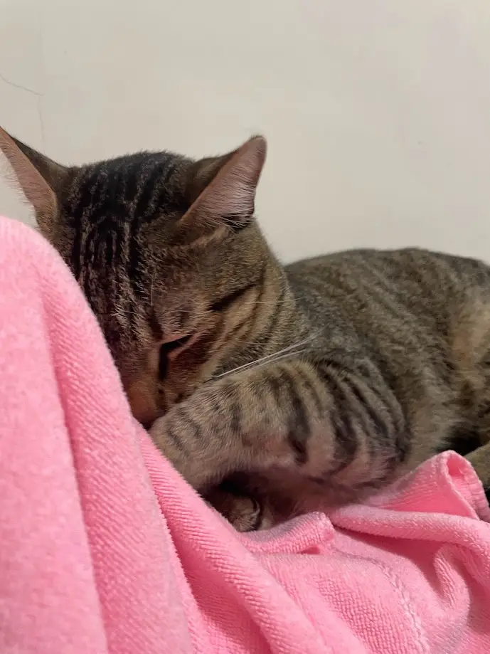 A tabby cat with dark stripes is curled up and sleeping soundly on a soft pink blanket, its head nestled into the fabric…