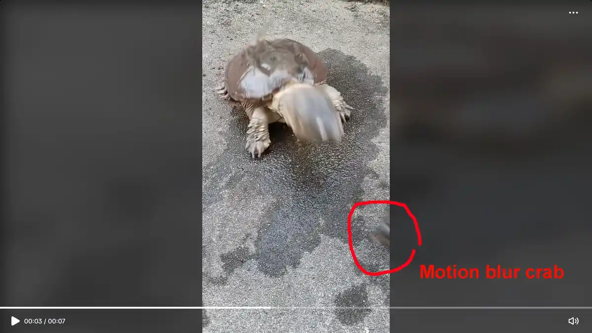 The Crab That Was Ejected Off-Screen