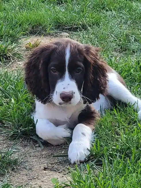 A brown and white puppy with floppy ears lies on green grass, looking directly at the camera with a sad, pleading…