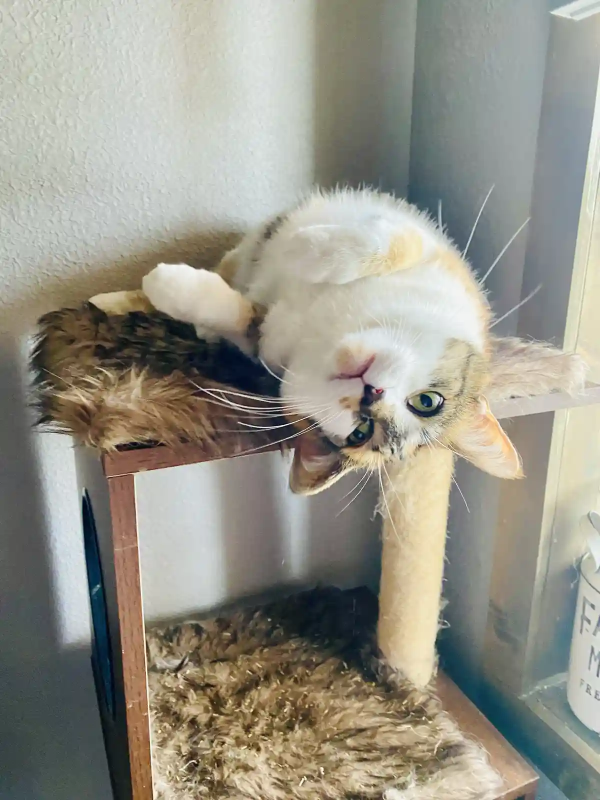 The Classic Boop: A Simple Gesture of Joy