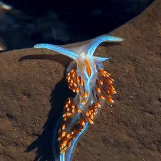 A six-panel sequence shows a blue and orange sea slug, likely an aeolid nudibranch, progressively shrinking and curling up…