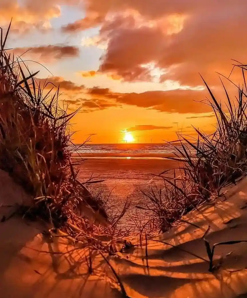 A serene beach sunset viewed through tall grasses on sand dunes, with the sun low on the horizon casting orange and yellow…