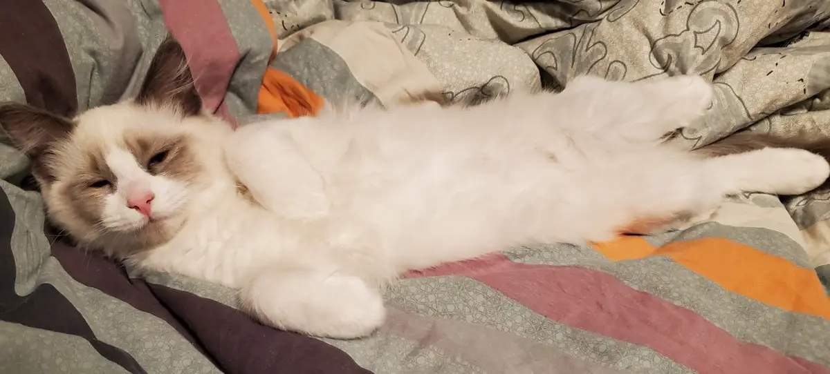 A fluffy white and brown cat with half-closed eyes lies sprawled on its back on a patterned bedspread with gray, orange, and…