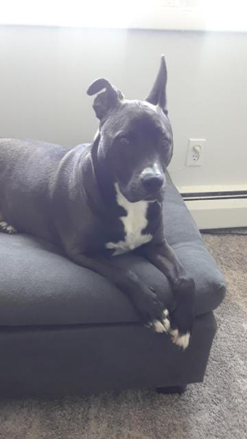 A black dog with white markings on its chest and paws is lying on a dark gray couch, looking directly at the camera with a…
