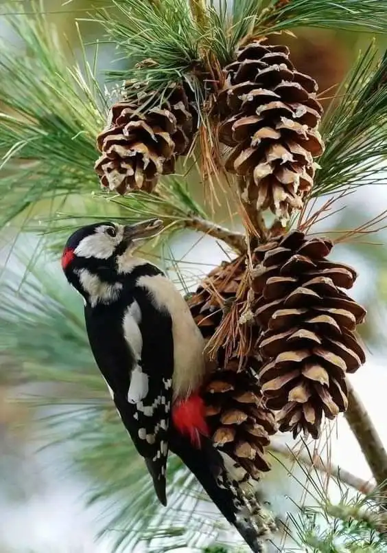 A close-up photograph shows a black-and-white woodpecker with red markings perched on a pine branch surrounded by several…