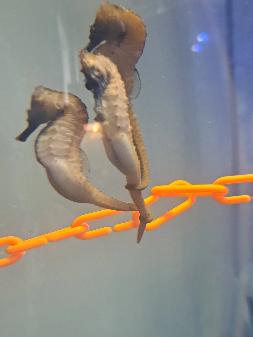 A Fascinating Gathering of Seahorses