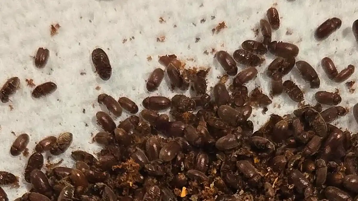 A close-up photo shows numerous small, dark brown, oval-shaped insects scattered across a white surface, resembling coffee…