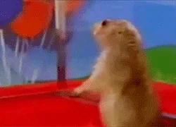 A sequence of six frames shows a small, light-brown rodent, likely a prairie dog or similar animal, on a red platform…