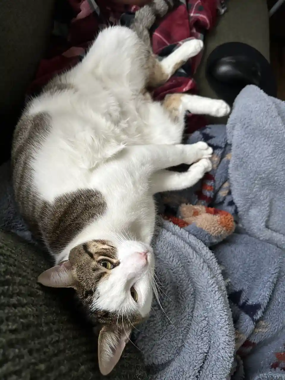 A white and gray tabby cat is lying on its back on a couch, exposing its belly and looking up with wide eyes. It is…