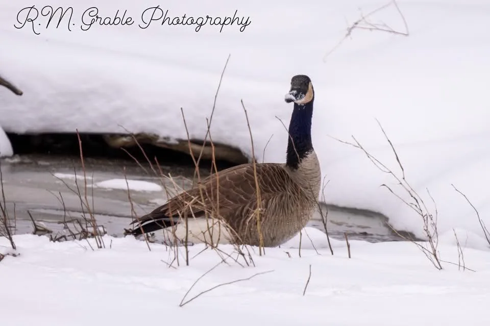 A canadian goose stands in a snowy landscape near a partially frozen stream, surrounded by snow-covered ground and dry…