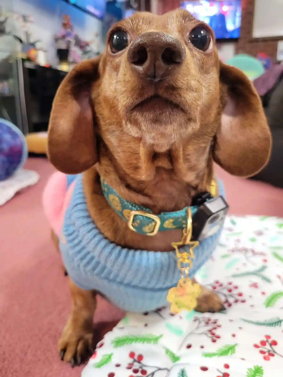 Meet My Adorable Pup Tiger Lilly #739