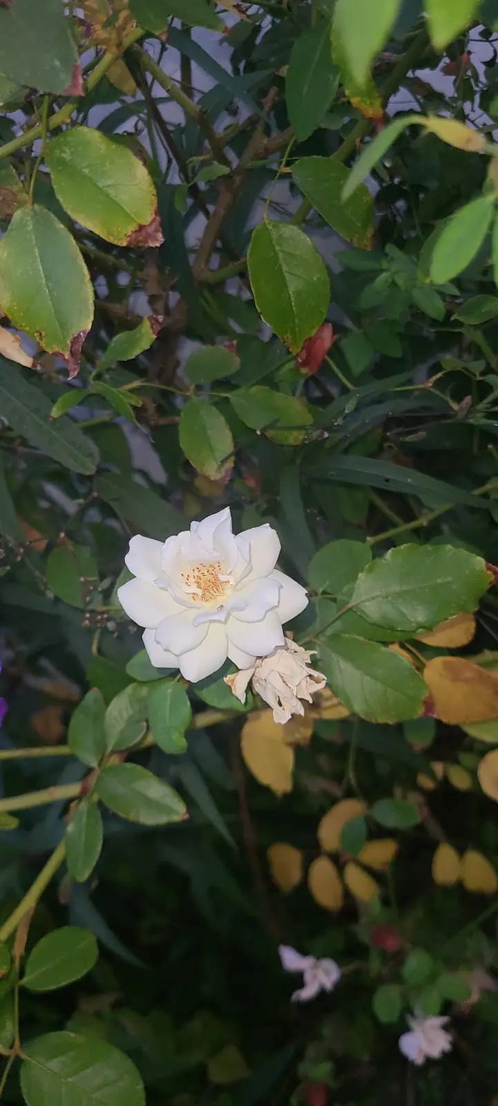 A close-up photo shows a vibrant white rose in full bloom with orange stamens, positioned next to a withered, dried rosebud…