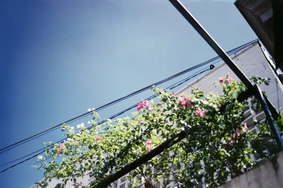 Exploring the Fuji Super 400: A Vintage Gem from 2005