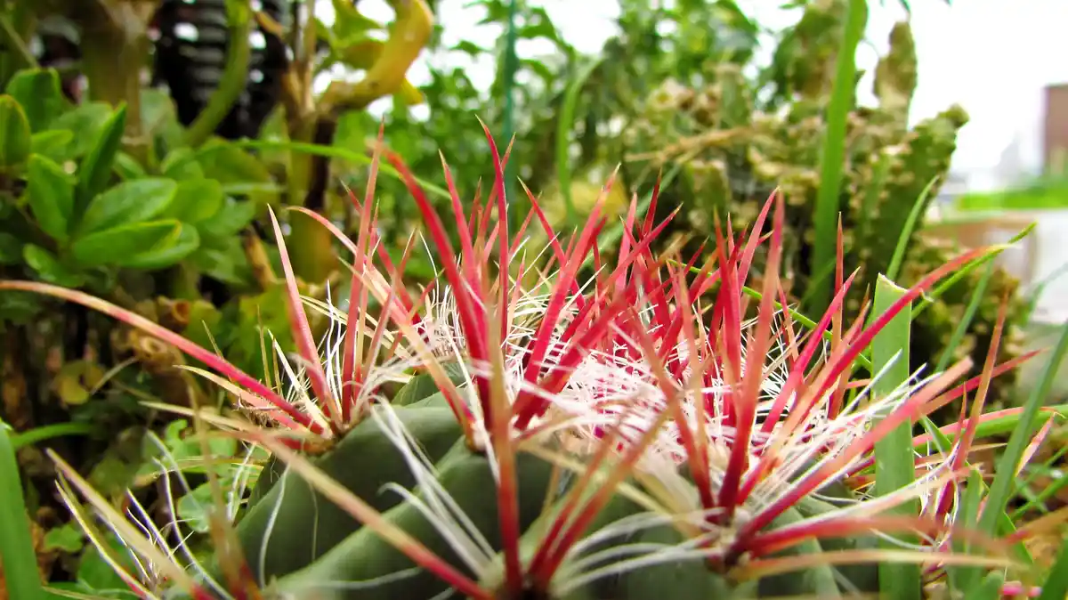 A close-up photo of a green cactus with prominent red and white spines, surrounded by other green plants in a garden…