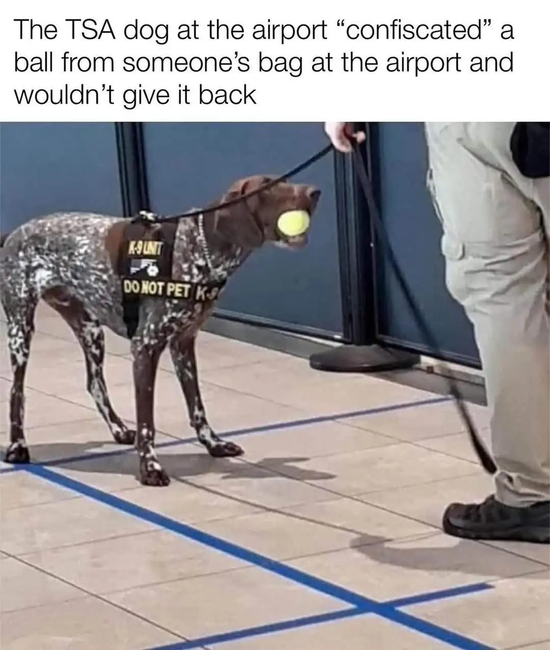 A brown and white spotted German Shorthaired Pointer wearing a black vest labeled 'K-9 UNIT' and 'DO NOT PET K-9' stands on…