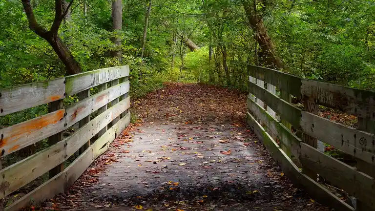 A wooden footbridge in a forest with fallen leaves on the path, flanked by railings with faint graffiti. The overlaid text…