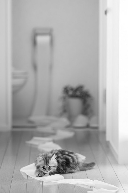 A small, fluffy kitten lies on a wooden floor surrounded by a trail of torn toilet paper, looking directly at the camera…