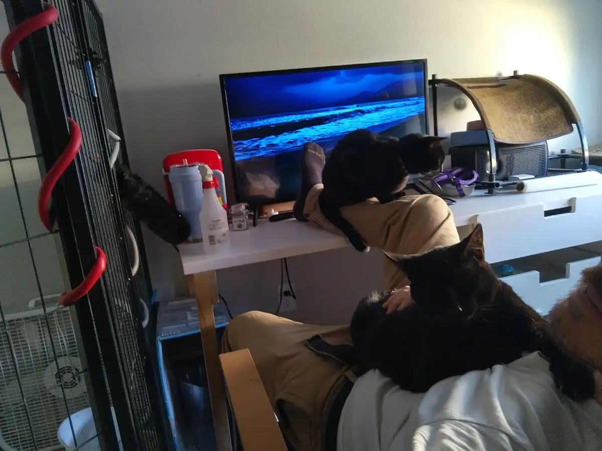 Celebrating Caturday in style!