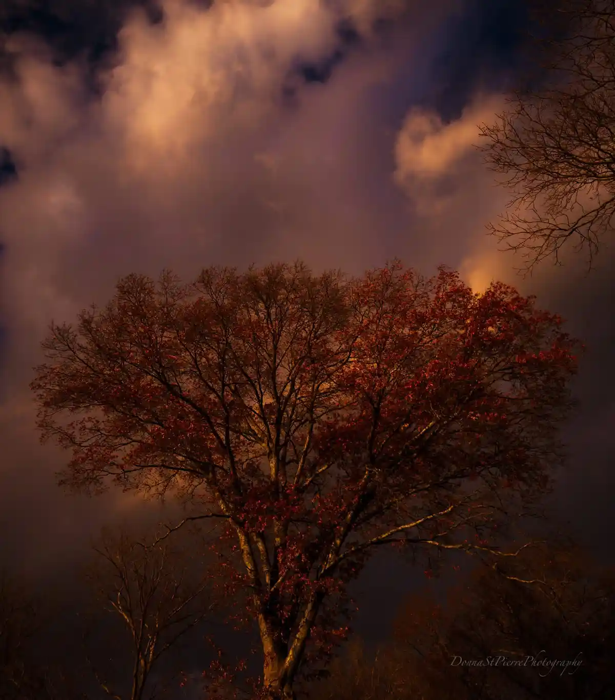 A dramatic low-angle photograph shows a large tree with sparse red leaves silhouetted against a moody, cloudy sky glowing…